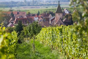 Bergheim Altenberg avec arbres til web