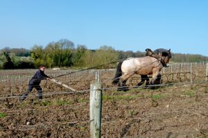Boulard arbeid i vinmark med hest