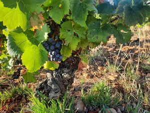 Gammel vinstokk i Valdejalon