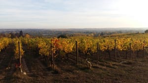 Loire fra Domaine aux Moines
