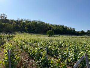 Vignoble du Reveur